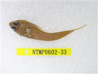 藏品(絲鰭斜棘(魚銜))的圖片